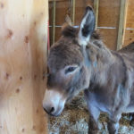 JKL Trail Rides donkey