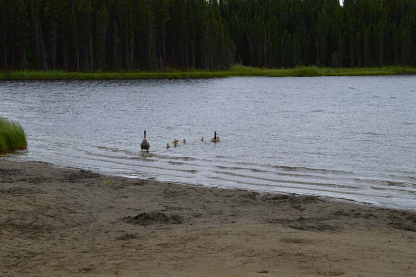 Burnstick Lake Campground David Thompson Country